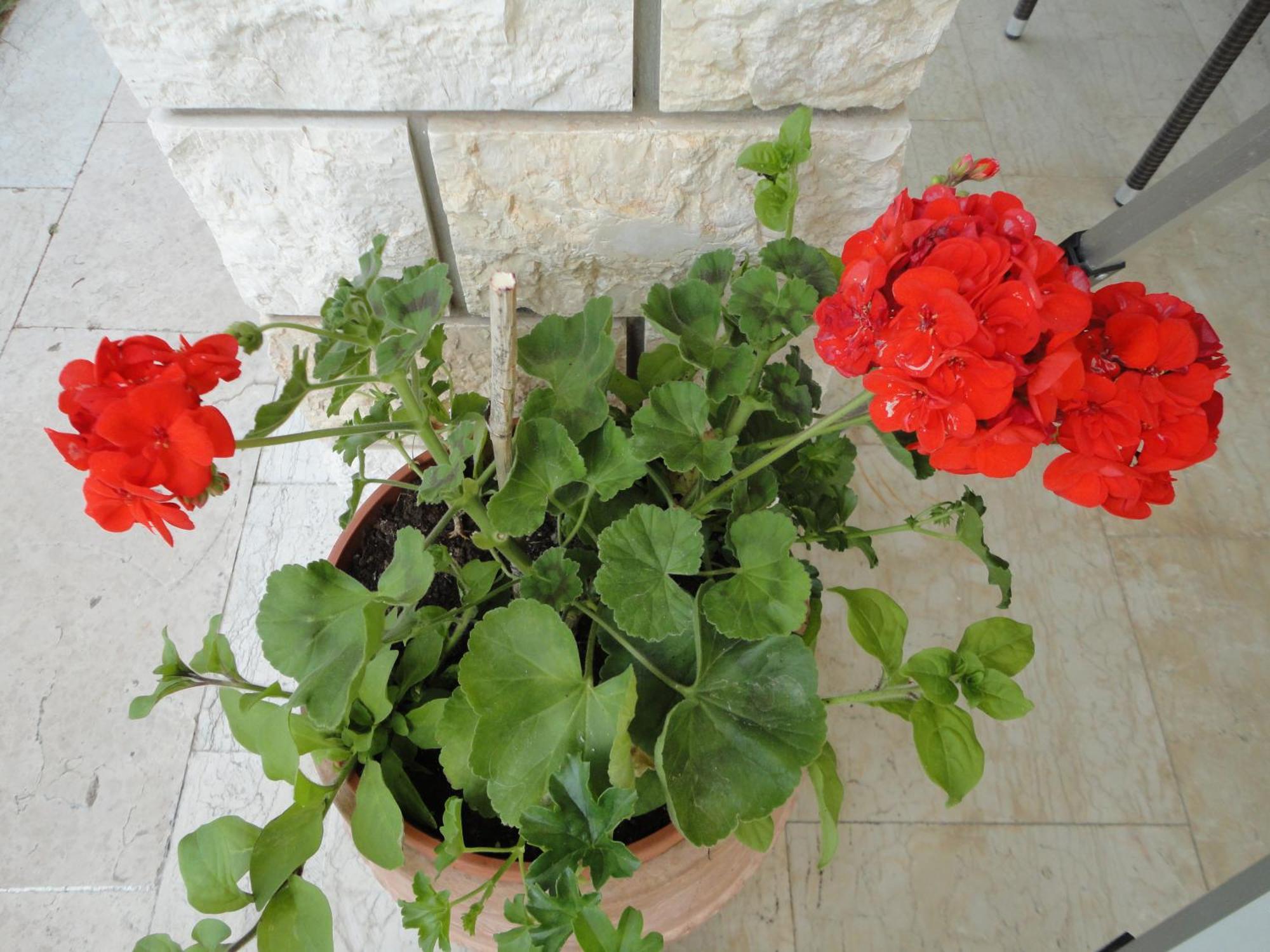 Ritosa Izola